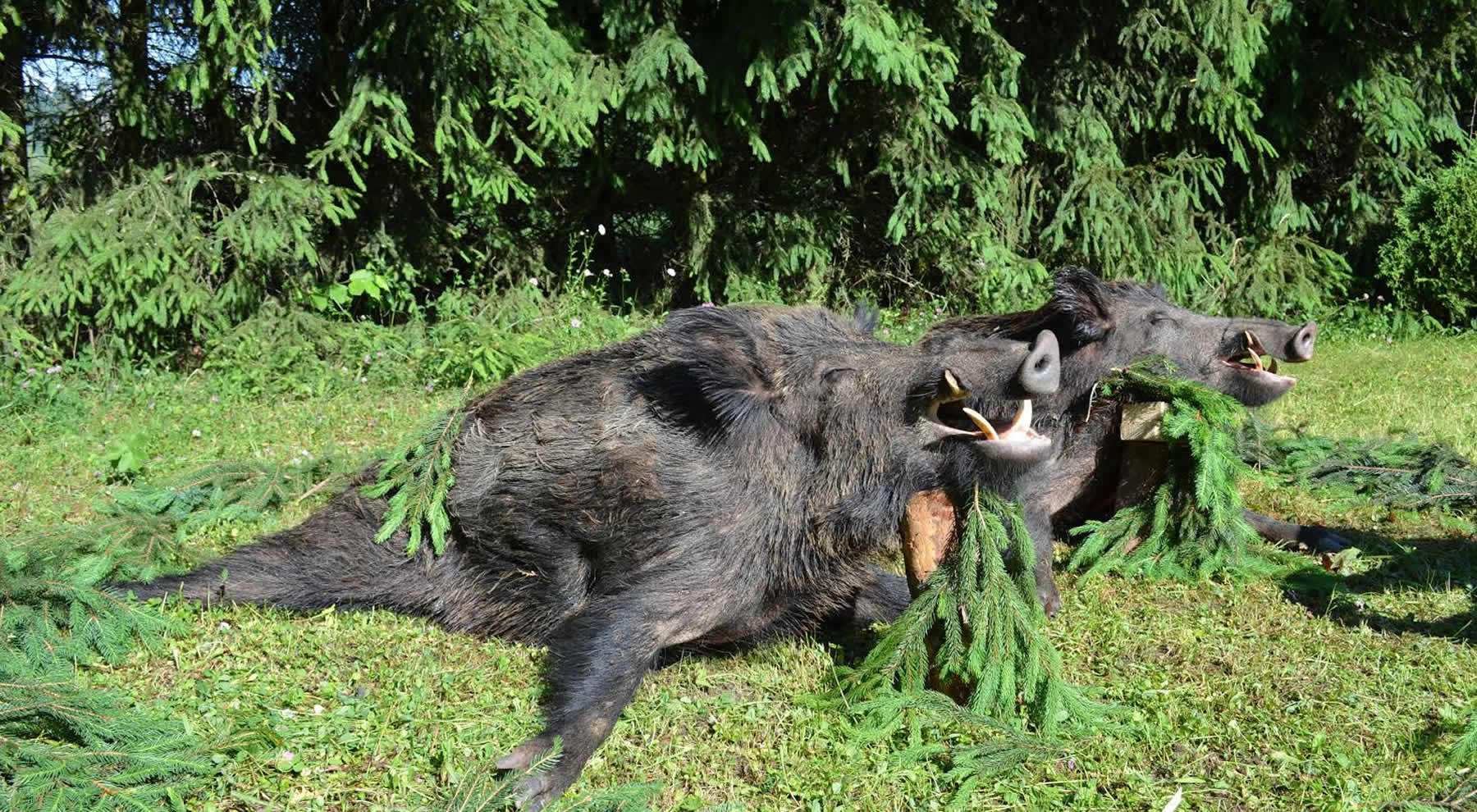 Das Wildschwein