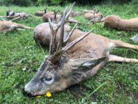 roe-deer-2022-05