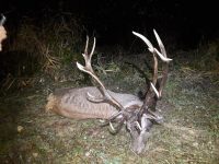 2020-02-red-deer-33